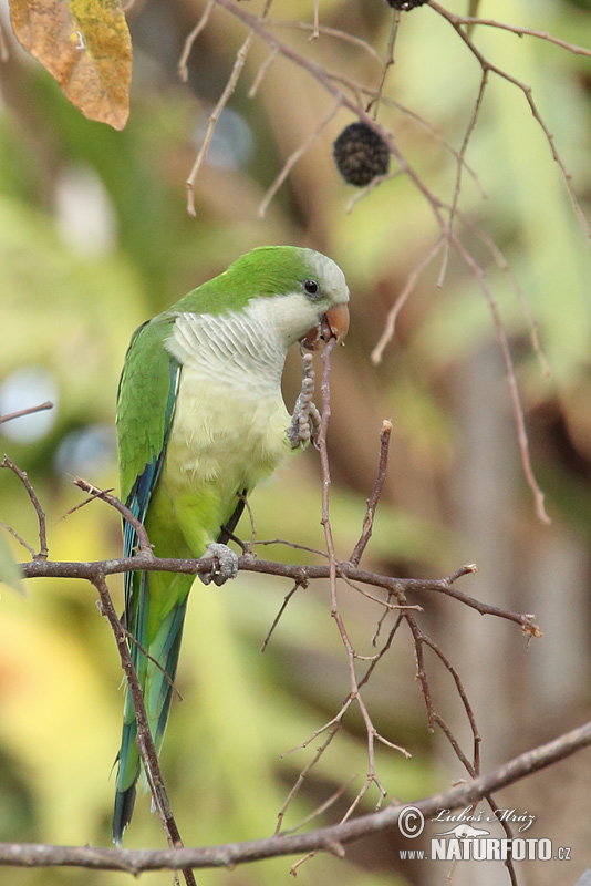 Myiopsitta monachus