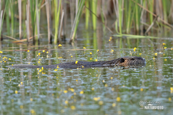 Myocastor coypus