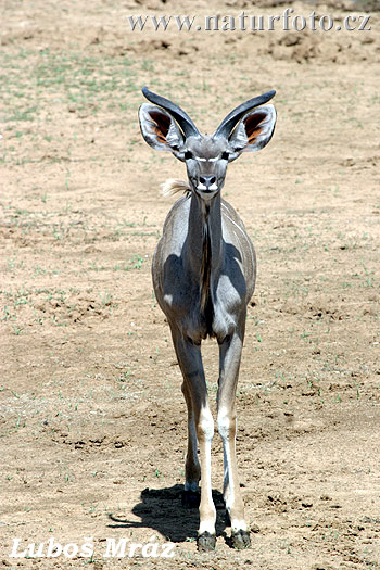 Nagy kudu