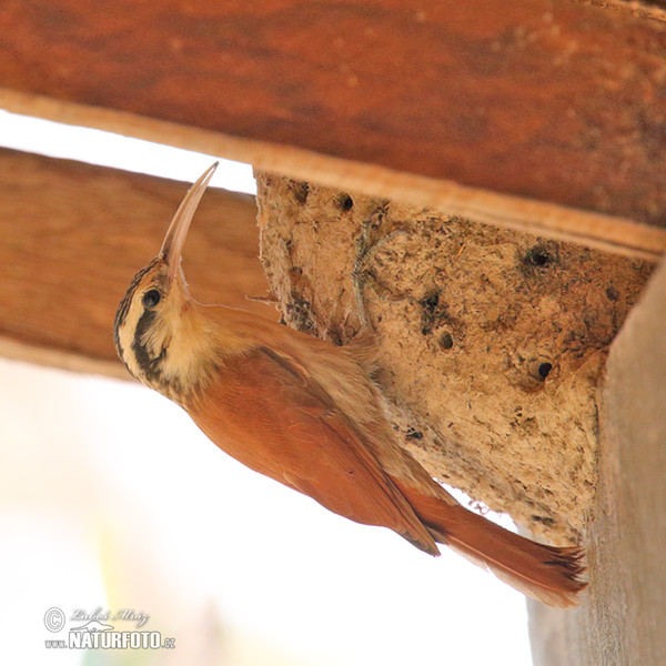 Narrow-billed Woodcreeper (Lepidocolaptes angustrirostris)