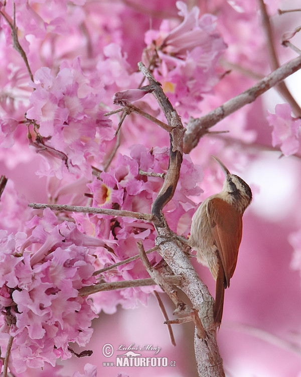 Narrow-billed Woodcreeper (Lepidocolaptes angustrirostris)