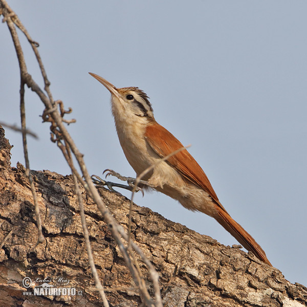 Narrow-billed Woodcreeper (Lepidocolaptes angustrirostris)