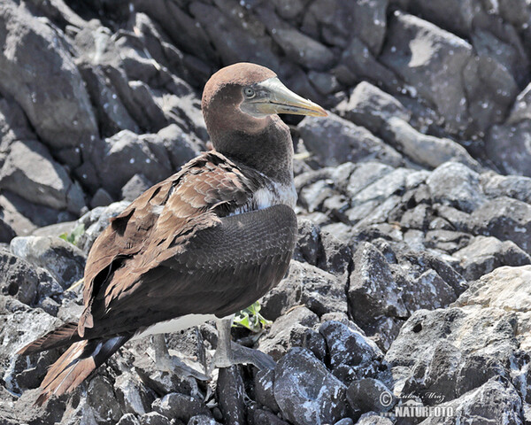 Nazca Booby (Sula granti)