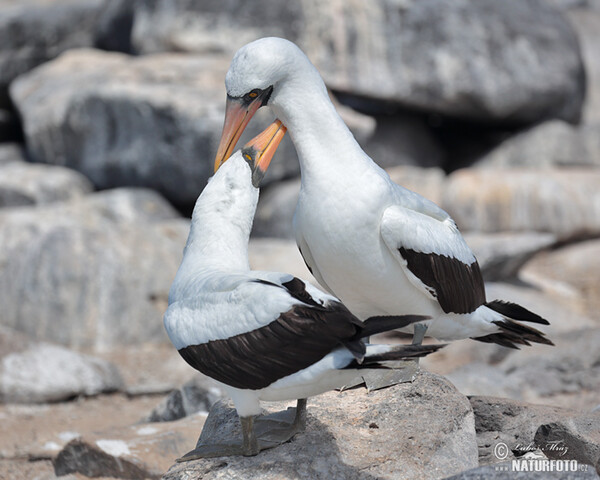 Nazca Booby (Sula granti)