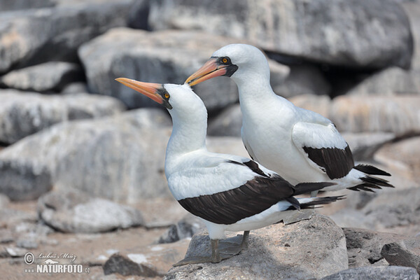 Nazca Booby (Sula granti)