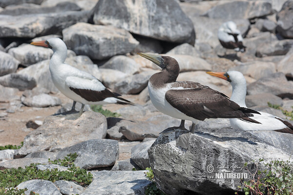 Nazca Booby (Sula granti)