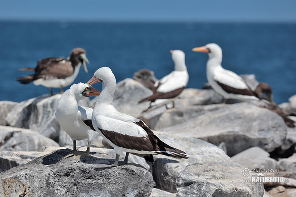 Nazca Booby (Sula granti)