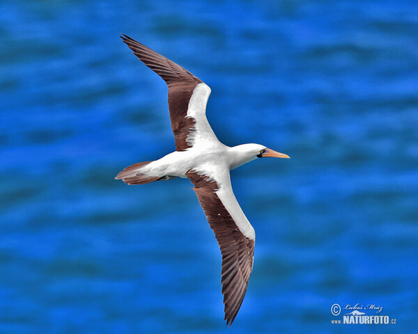 Nazca Booby (Sula granti)