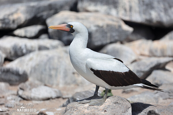 Nazca Booby (Sula granti)