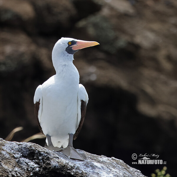 Nazca Booby (Sula granti)