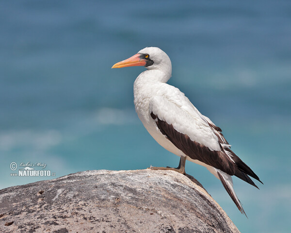 Nazca Booby (Sula granti)