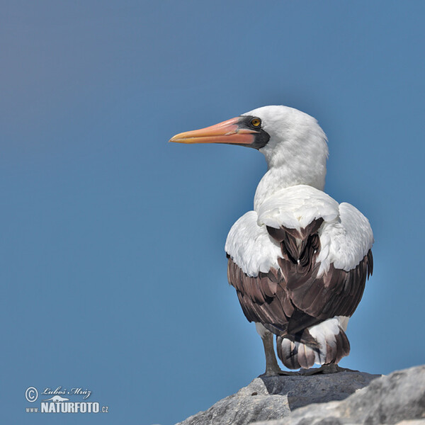 Nazca Booby (Sula granti)