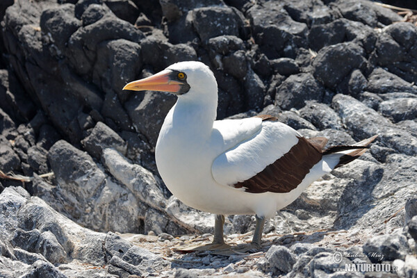 Nazca Booby (Sula granti)