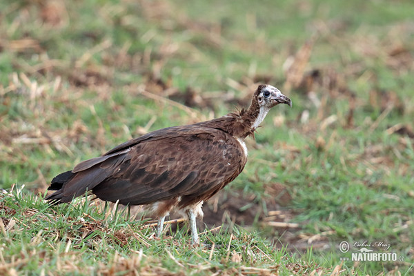 Necrosyrtes monachus