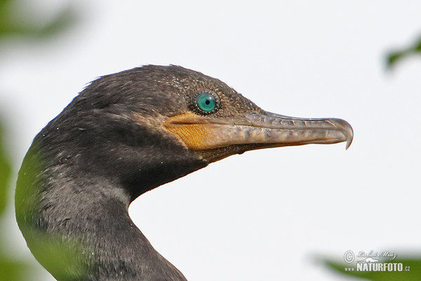 Neotropic Cormorant (Phalacrocorax brasilianus)