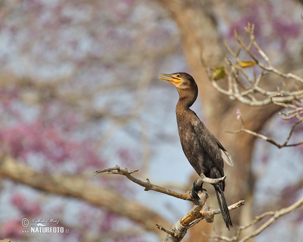 Neotropic Cormorant (Phalacrocorax brasilianus)