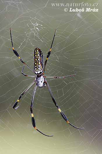 Nephila spider (Nephila sp.)