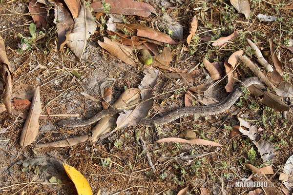 Neuwied´s Lancehead (Bothrops neuwiedi mattogrossensis)