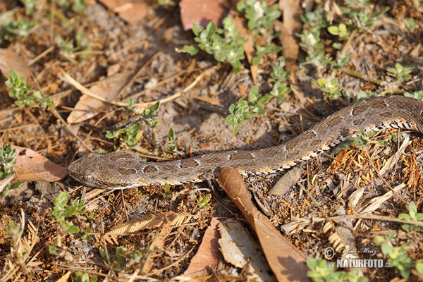 Neuwied´s Lancehead (Bothrops neuwiedi mattogrossensis)