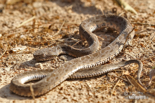 Neuwied´s Lancehead (Bothrops neuwiedi mattogrossensis)