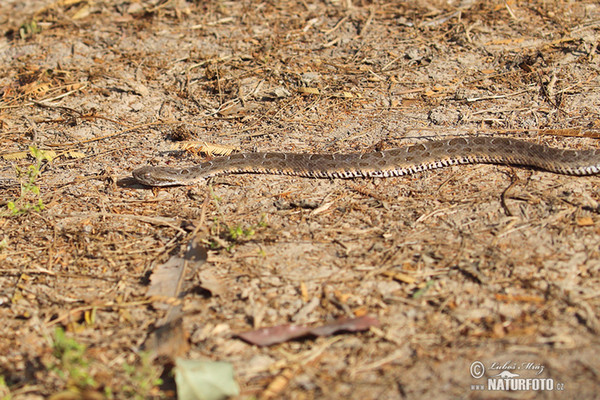 Neuwied´s Lancehead (Bothrops neuwiedi mattogrossensis)