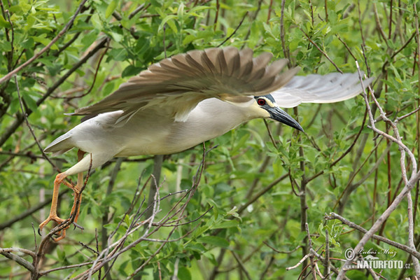 Night Heron (Nycticorax nycticorax)