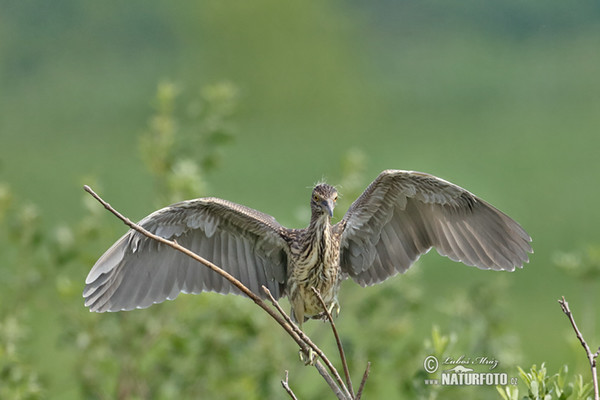 Night Heron (Nycticorax nycticorax)