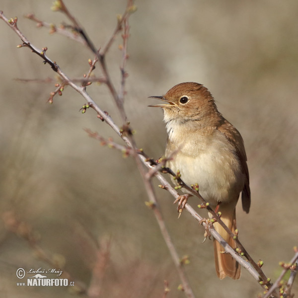 Nightigale (Luscinia megarhynchos)