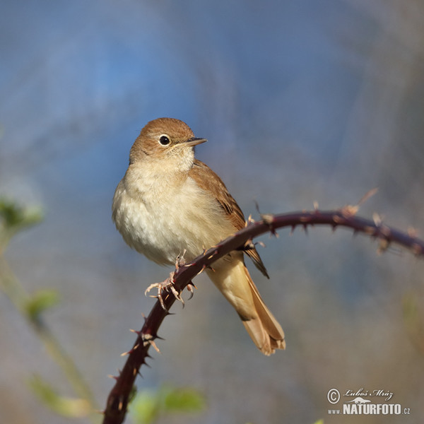 Nightigale (Luscinia megarhynchos)