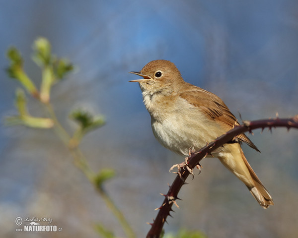 Nightigale (Luscinia megarhynchos)