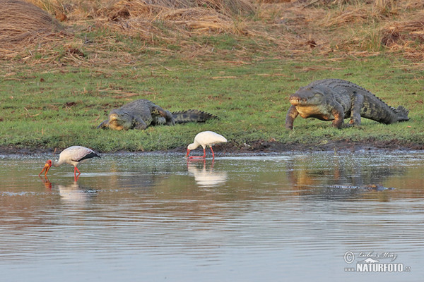 Nile Crocodile (Crocodylus niloticus)