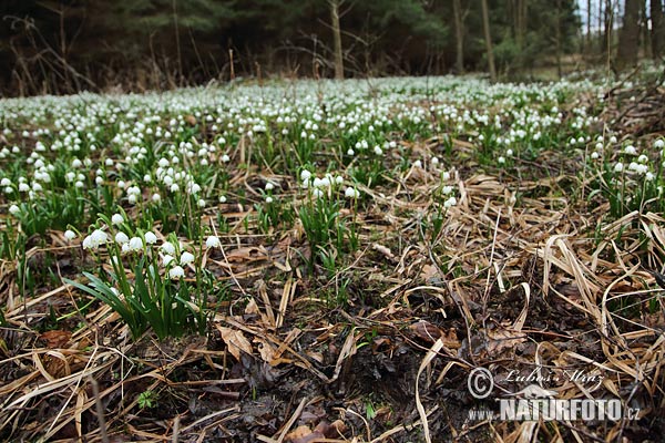 Nivéole de printemps