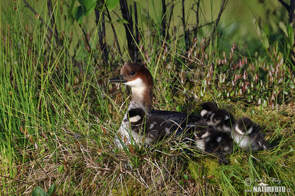 Nonnetje vogel
