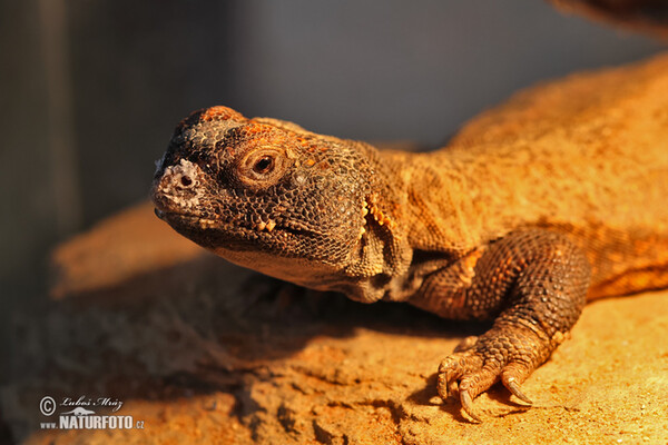 North African mastigure (Uromastyx acanthinura)