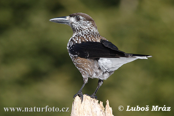 Notenkraker Europese vogel