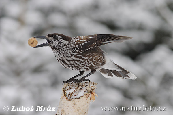 Notenkraker Europese vogel