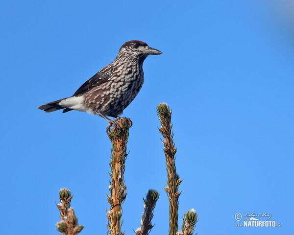 Notenkraker Europese vogel