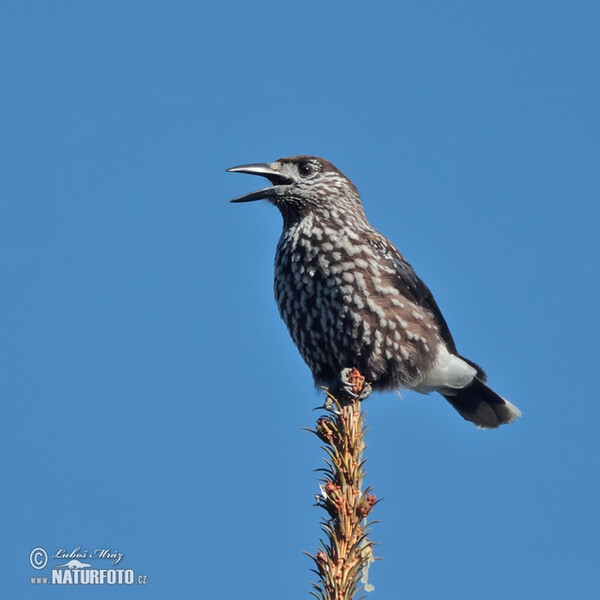 Notenkraker Europese vogel