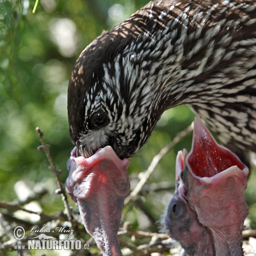 Notenkraker Europese vogel