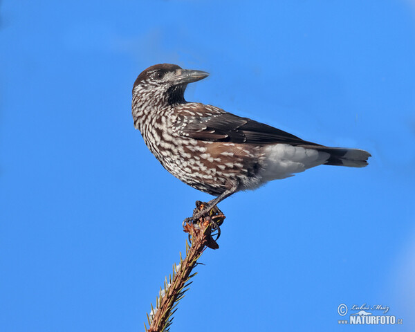 Notenkraker Europese vogel