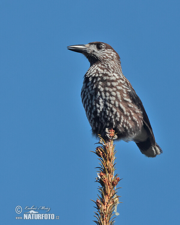 Notenkraker Europese vogel