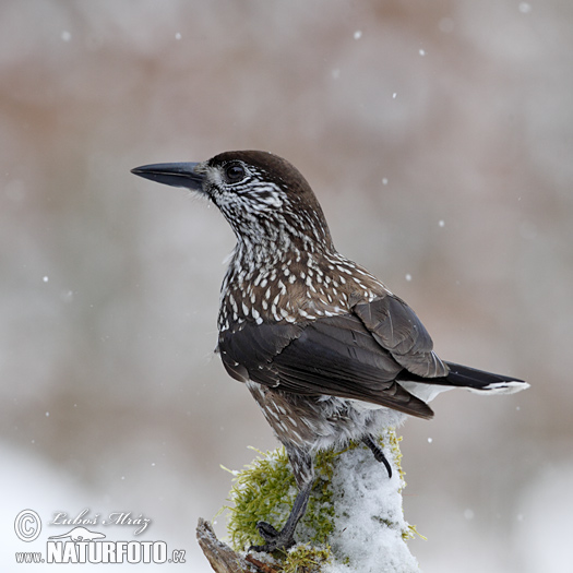 Notenkraker Europese vogel
