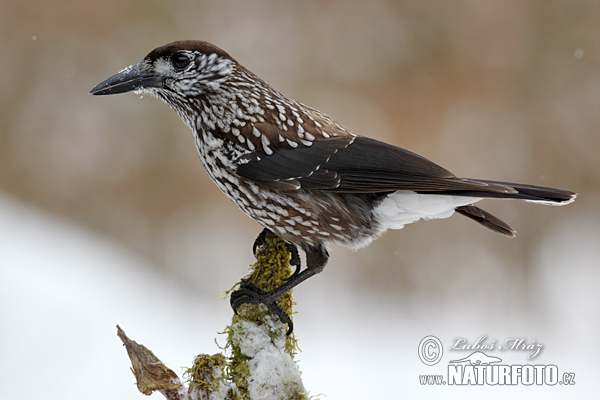 Notenkraker Europese vogel