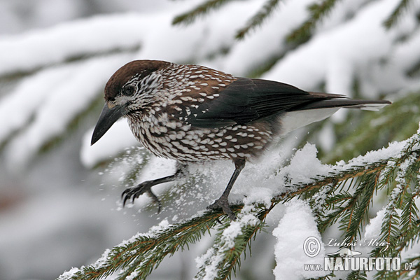 Notenkraker Europese vogel