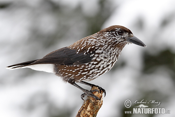 Notenkraker Europese vogel