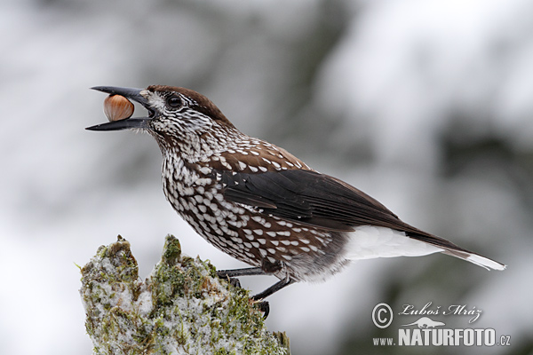 Notenkraker Europese vogel