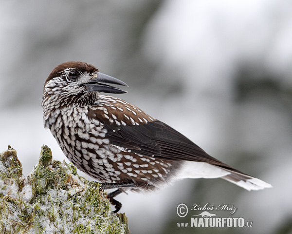 Notenkraker Europese vogel