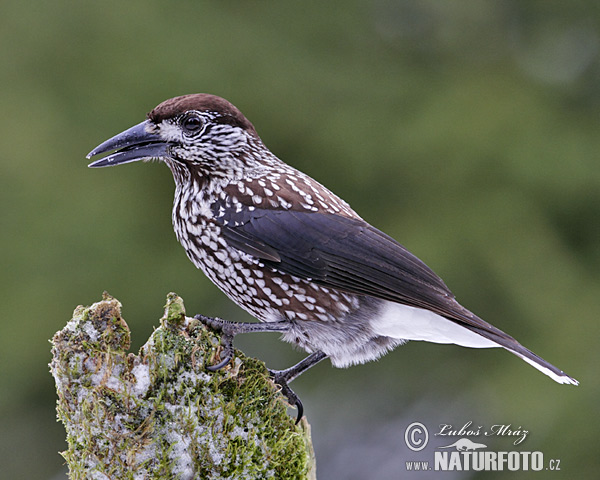 Notenkraker Europese vogel