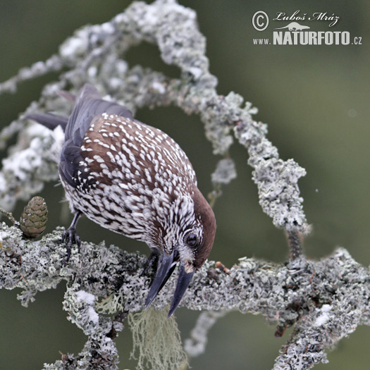 Notenkraker Europese vogel