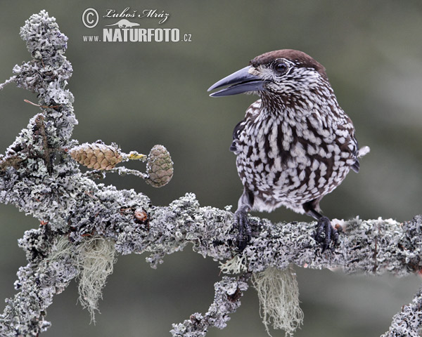 Notenkraker Europese vogel